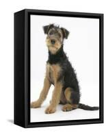 Airdale Terrier Bitch Puppy, Molly, 3 Months, Sitting-Mark Taylor-Framed Stretched Canvas