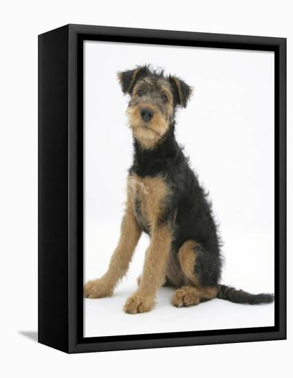 Airdale Terrier Bitch Puppy, Molly, 3 Months, Sitting-Mark Taylor-Framed Stretched Canvas