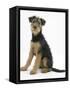 Airdale Terrier Bitch Puppy, Molly, 3 Months, Sitting-Mark Taylor-Framed Stretched Canvas