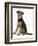 Airdale Terrier Bitch Puppy, Molly, 3 Months, Sitting-Mark Taylor-Framed Photographic Print