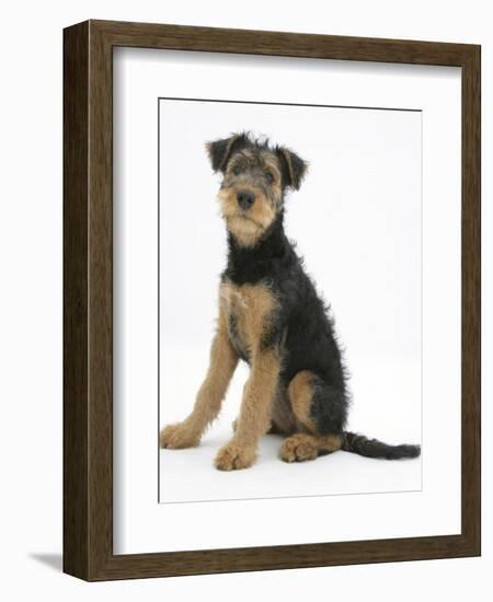 Airdale Terrier Bitch Puppy, Molly, 3 Months, Sitting-Mark Taylor-Framed Photographic Print