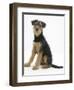 Airdale Terrier Bitch Puppy, Molly, 3 Months, Sitting-Mark Taylor-Framed Photographic Print