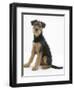 Airdale Terrier Bitch Puppy, Molly, 3 Months, Sitting-Mark Taylor-Framed Photographic Print