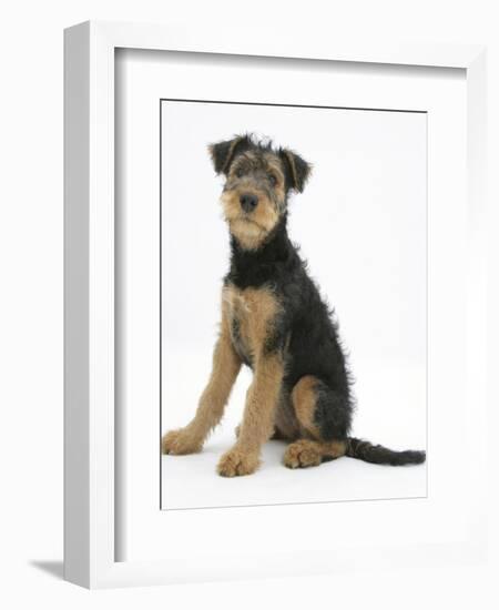 Airdale Terrier Bitch Puppy, Molly, 3 Months, Sitting-Mark Taylor-Framed Photographic Print