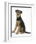 Airdale Terrier Bitch Puppy, Molly, 3 Months, Sitting-Mark Taylor-Framed Photographic Print