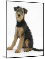 Airdale Terrier Bitch Puppy, Molly, 3 Months, Sitting-Mark Taylor-Mounted Photographic Print