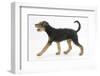 Airdale Terrier Bitch Puppy, Molly, 3 Months, Walking Across-Mark Taylor-Framed Photographic Print