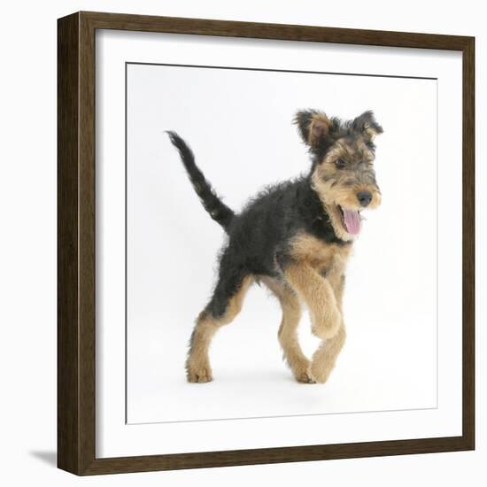 Airdale Terrier Bitch Puppy, Molly, 3 Months, Walking Forward-Mark Taylor-Framed Photographic Print
