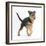 Airdale Terrier Bitch Puppy, Molly, 3 Months, Walking Forward-Mark Taylor-Framed Photographic Print