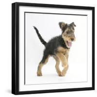 Airdale Terrier Bitch Puppy, Molly, 3 Months, Walking Forward-Mark Taylor-Framed Photographic Print