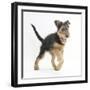 Airdale Terrier Bitch Puppy, Molly, 3 Months, Walking Forward-Mark Taylor-Framed Photographic Print