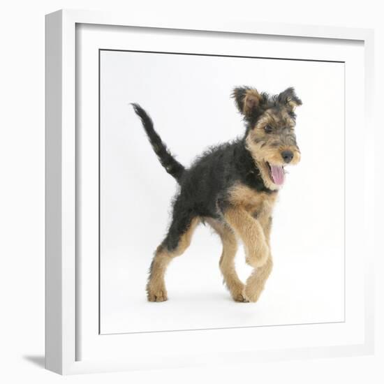 Airdale Terrier Bitch Puppy, Molly, 3 Months, Walking Forward-Mark Taylor-Framed Photographic Print