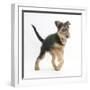 Airdale Terrier Bitch Puppy, Molly, 3 Months, Walking Forward-Mark Taylor-Framed Photographic Print