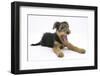 Airdale Terrier Bitch Puppy, Molly, 3 Months, Yawning-Mark Taylor-Framed Photographic Print