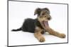 Airdale Terrier Bitch Puppy, Molly, 3 Months, Yawning-Mark Taylor-Mounted Photographic Print