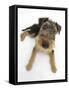 Airdale Terrier Bitch Puppy, Molly, 3 Months-Mark Taylor-Framed Stretched Canvas