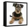 Airdale Terrier Bitch Puppy, Molly, 3 Months-Mark Taylor-Framed Stretched Canvas