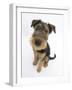 Airdale Terrier Bitch Puppy, Molly, 3 Months-Mark Taylor-Framed Photographic Print