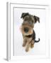 Airdale Terrier Bitch Puppy, Molly, 3 Months-Mark Taylor-Framed Photographic Print