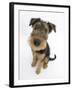 Airdale Terrier Bitch Puppy, Molly, 3 Months-Mark Taylor-Framed Photographic Print