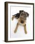 Airdale Terrier Bitch Puppy, Molly, 3 Months-Mark Taylor-Framed Photographic Print