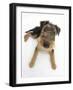 Airdale Terrier Bitch Puppy, Molly, 3 Months-Mark Taylor-Framed Photographic Print