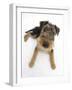 Airdale Terrier Bitch Puppy, Molly, 3 Months-Mark Taylor-Framed Photographic Print