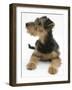 Airdale Terrier Bitch Puppy, Molly, 3 Months-Mark Taylor-Framed Photographic Print