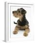 Airdale Terrier Bitch Puppy, Molly, 3 Months-Mark Taylor-Framed Photographic Print