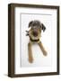 Airdale Terrier Bitch Puppy, Molly, 3 Months-Mark Taylor-Framed Photographic Print