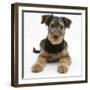 Airdale Terrier Bitch Puppy, Molly, 3 Months-Mark Taylor-Framed Photographic Print