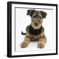 Airdale Terrier Bitch Puppy, Molly, 3 Months-Mark Taylor-Framed Photographic Print