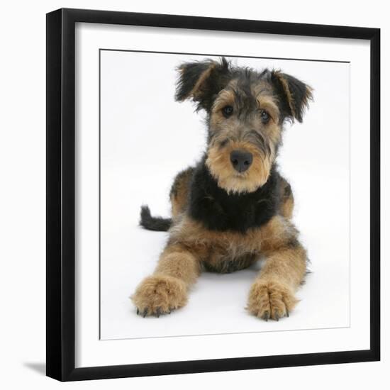 Airdale Terrier Bitch Puppy, Molly, 3 Months-Mark Taylor-Framed Photographic Print