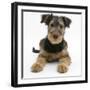 Airdale Terrier Bitch Puppy, Molly, 3 Months-Mark Taylor-Framed Photographic Print