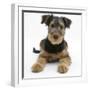 Airdale Terrier Bitch Puppy, Molly, 3 Months-Mark Taylor-Framed Photographic Print