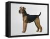 Airdale Terrier-Harro Maass-Framed Stretched Canvas