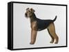 Airdale Terrier-Harro Maass-Framed Stretched Canvas