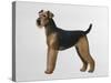 Airdale Terrier-Harro Maass-Stretched Canvas