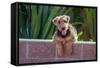 Airedale Coming over a Wall-Zandria Muench Beraldo-Framed Stretched Canvas