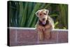 Airedale Coming over a Wall-Zandria Muench Beraldo-Stretched Canvas