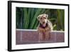 Airedale Coming over a Wall-Zandria Muench Beraldo-Framed Photographic Print