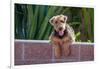 Airedale Coming over a Wall-Zandria Muench Beraldo-Framed Photographic Print