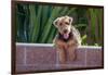 Airedale Coming over a Wall-Zandria Muench Beraldo-Framed Photographic Print