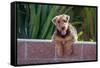 Airedale Coming over a Wall-Zandria Muench Beraldo-Framed Stretched Canvas