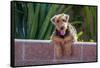 Airedale Coming over a Wall-Zandria Muench Beraldo-Framed Stretched Canvas