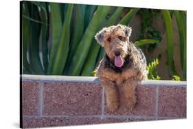 Airedale Coming over a Wall-Zandria Muench Beraldo-Stretched Canvas