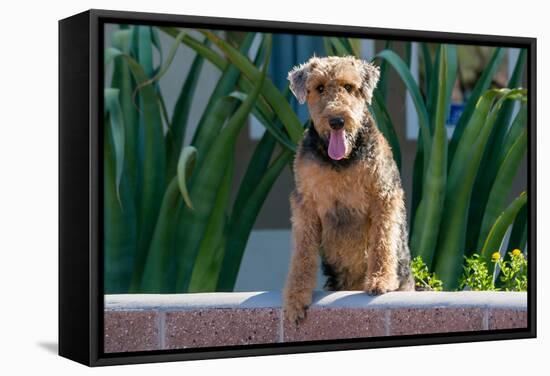 Airedale Coming over a Wall-Zandria Muench Beraldo-Framed Stretched Canvas