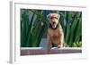 Airedale Coming over a Wall-Zandria Muench Beraldo-Framed Photographic Print