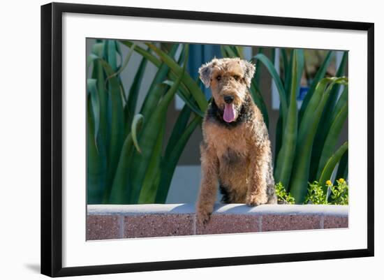 Airedale Coming over a Wall-Zandria Muench Beraldo-Framed Photographic Print