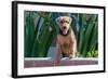 Airedale Coming over a Wall-Zandria Muench Beraldo-Framed Photographic Print